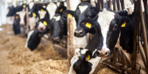 H5N1: Where we are now and what to know for WDE
