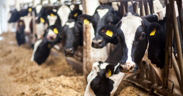 H5N1: Where we are now and what to know for WDE